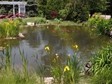 pond